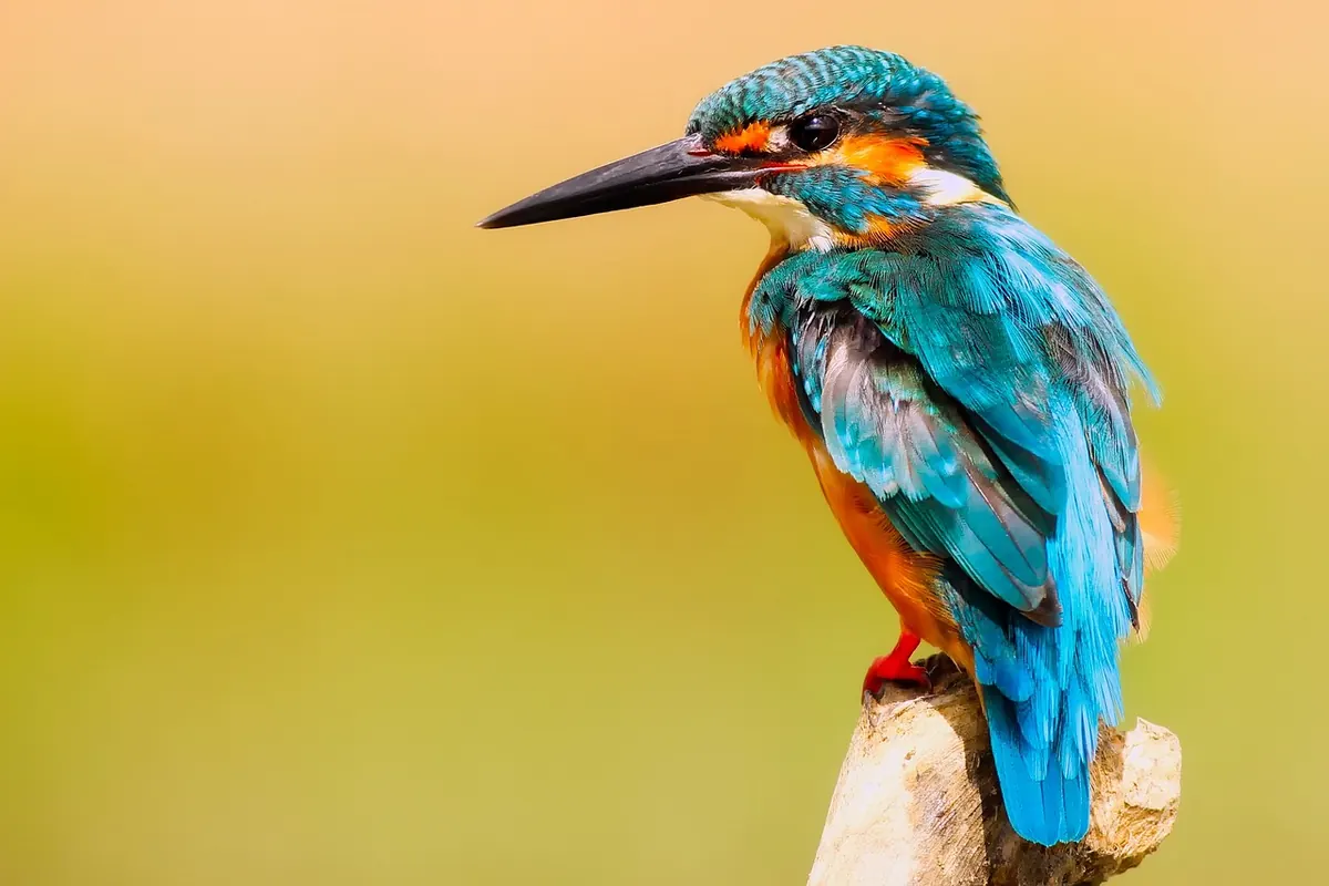How to Start Birdwatching in the UK: A Beginner's Guide to Kit, Etiquette and First Trips