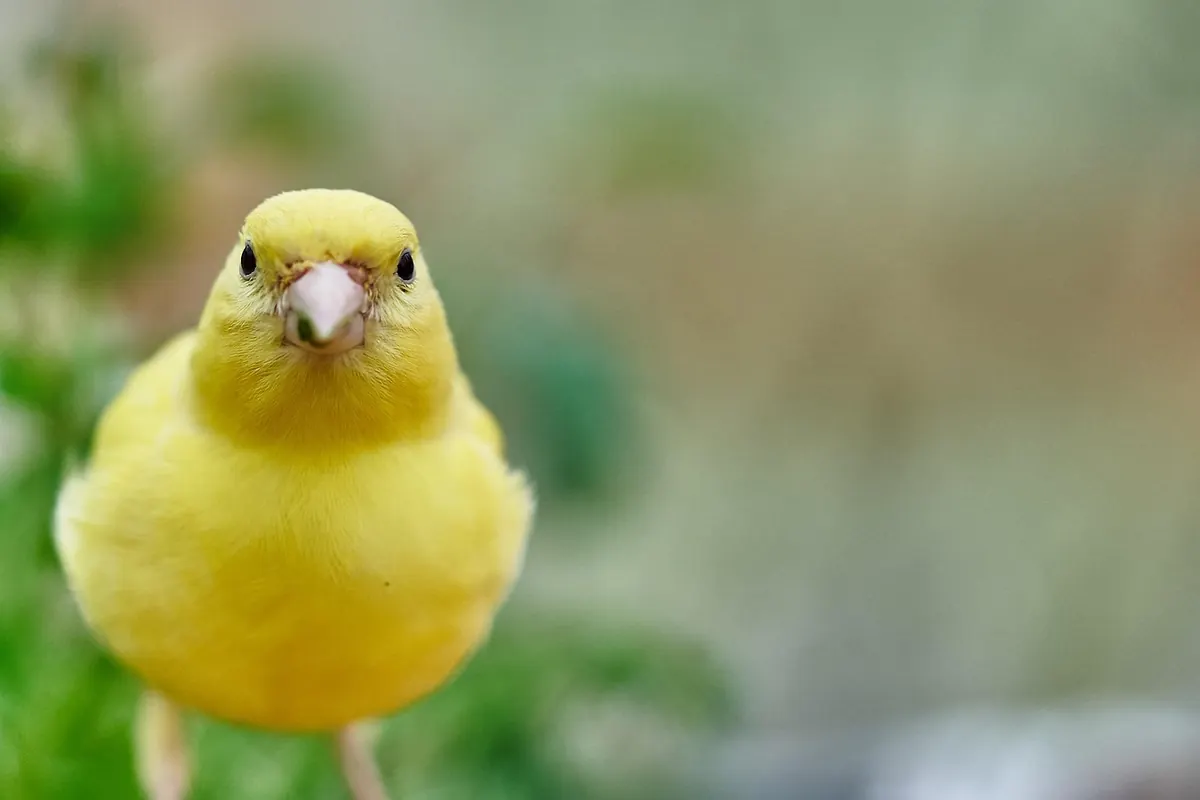 The UK Garden Bird Checklist: 20 Species to Spot Through the Year