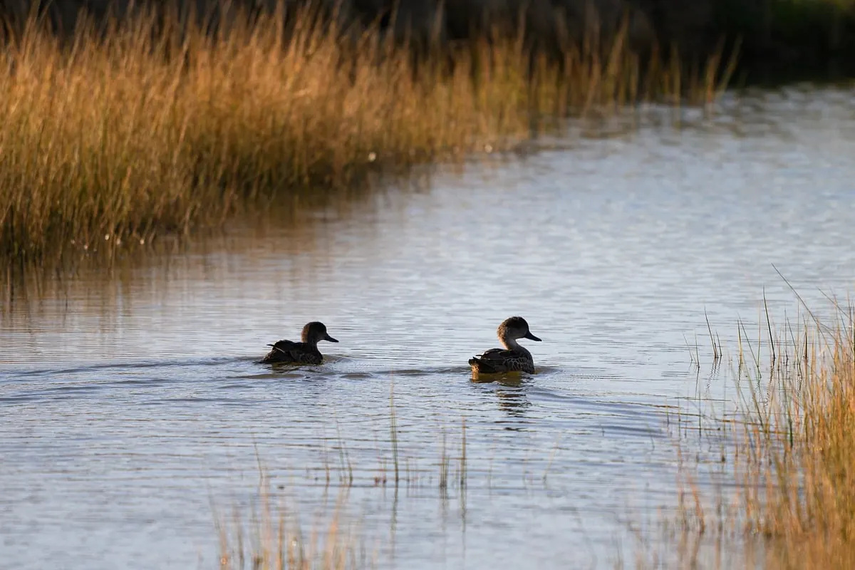 When to Go Birdwatching in the UK: A Month-by-Month Seasonal Guide